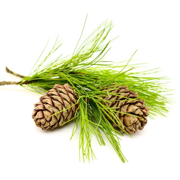 E-liquide Sapin