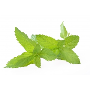 E liquide Menthe Chlorophylle