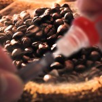 Nicotine ou caféine ?