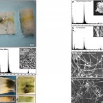 Des nanoparticules de métal ont été trouvées dans des cartouches d’e-cigarettes