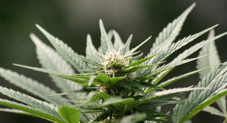 Vapoter du cannabis, c’est possible ! Que faut-il en penser ?