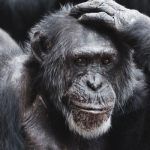 La théorie de la passerelle, 5ème au classement de la mauvaise science