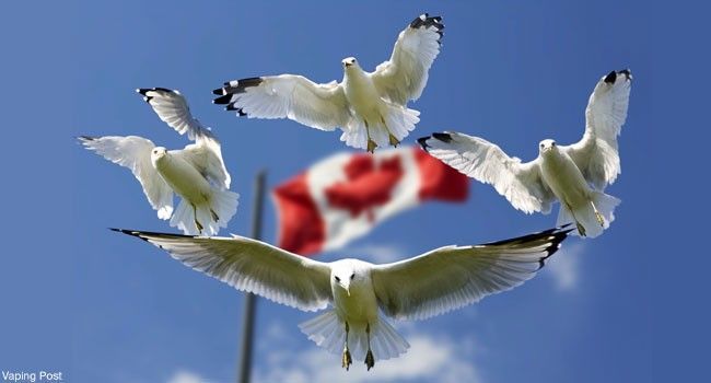 Oiseaux s'envolent devant le drapeau canadien