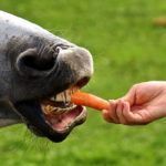 Buralistes en colère, la meilleure blague de la semaine ?