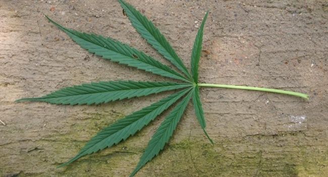 Consultation populaire sur le cannabis : un résultat sans appel