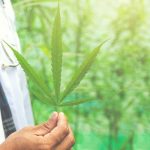 Cannabis thérapeutique en France : lancement d’une première expérimentation