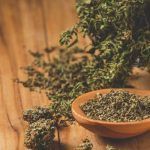 France : vers une première exploitation de cannabis thérapeutique ?