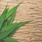 Mexique : le futur plus grand marché du cannabis ?