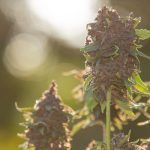 USA : le cannabis légalisé dans l’État de New York