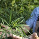 L’Union des professionnels du CBD, une 3e organisation pour défendre la filière