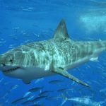 Pour le HCSP, la vape est un grand requin blanc