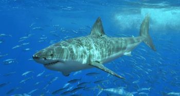 Pour le HCSP, la vape est un grand requin blanc