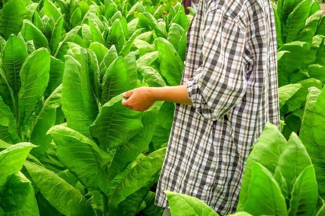 Un champ de plants de tabac
