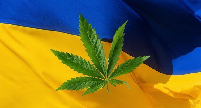 Cannabis ukraine guerre